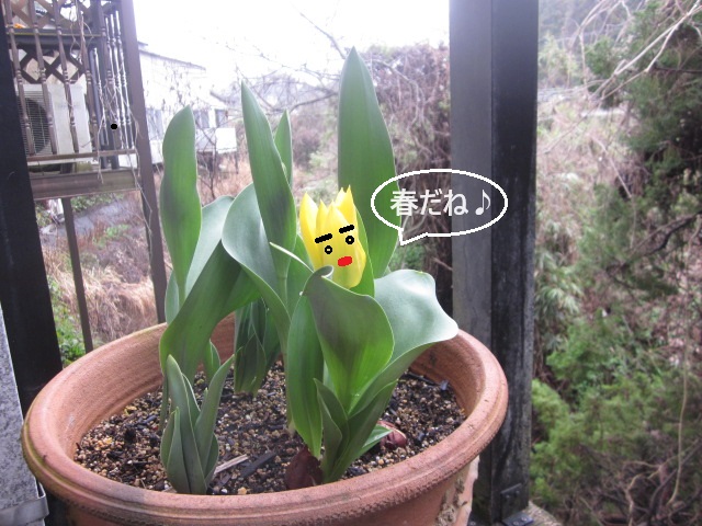 「少しずつ🌷」関連画像