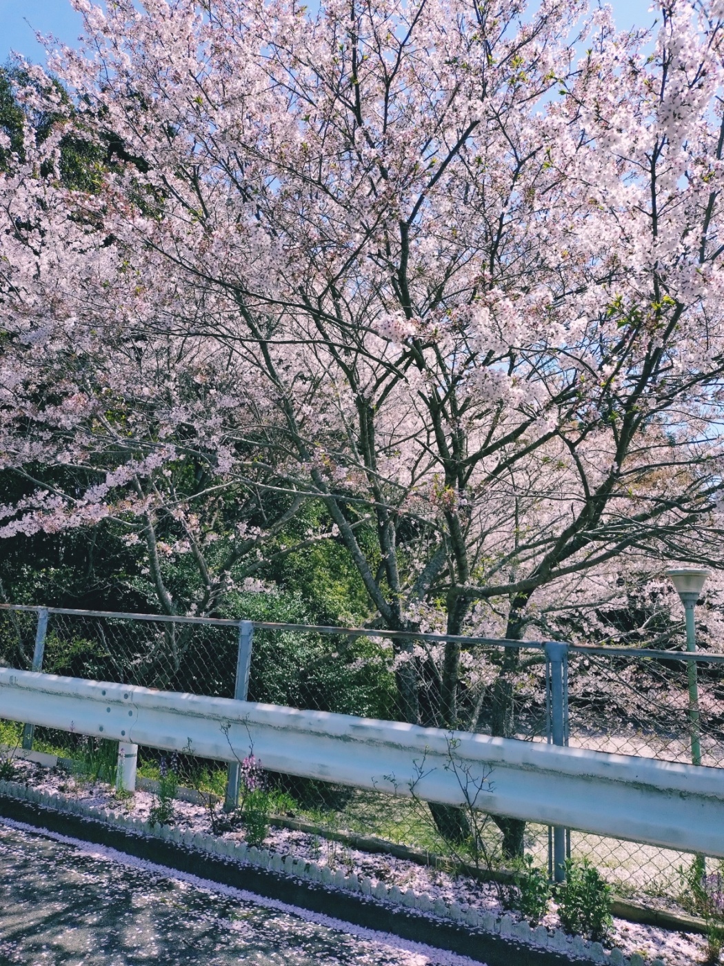 「2日前の写真です。」関連画像