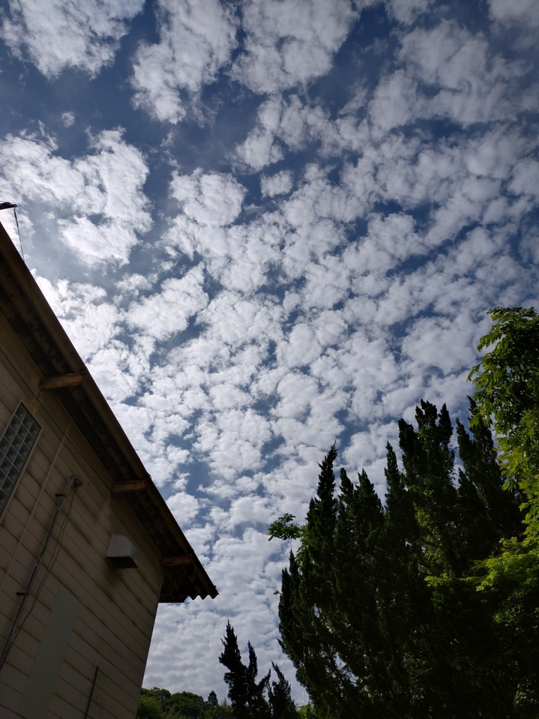 「ひつじ雲」関連画像