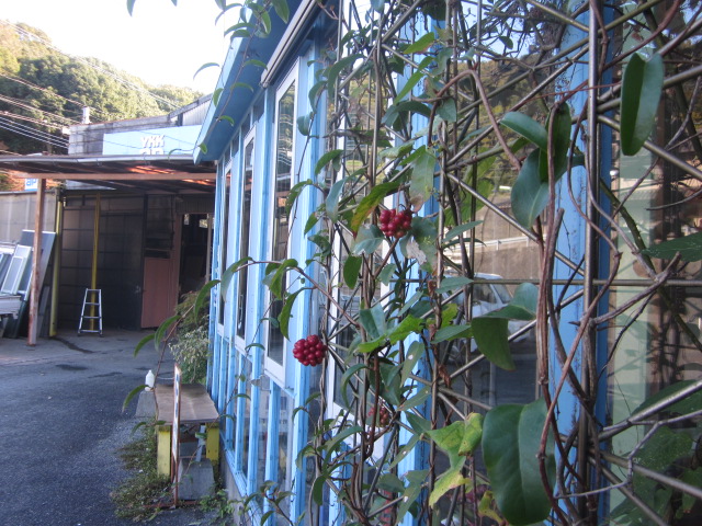 「サネカズラ」関連画像