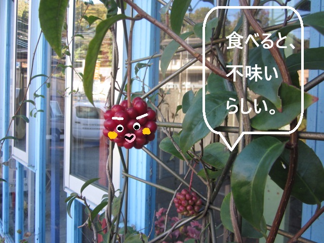 「サネカズラ」関連画像