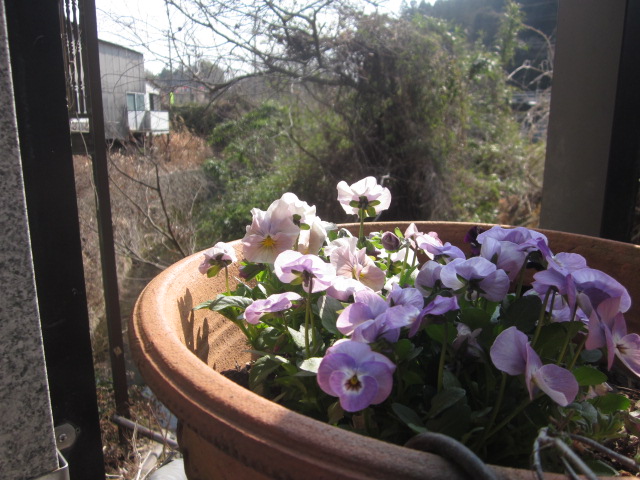 「ウグイスも、鳴いています。」関連画像