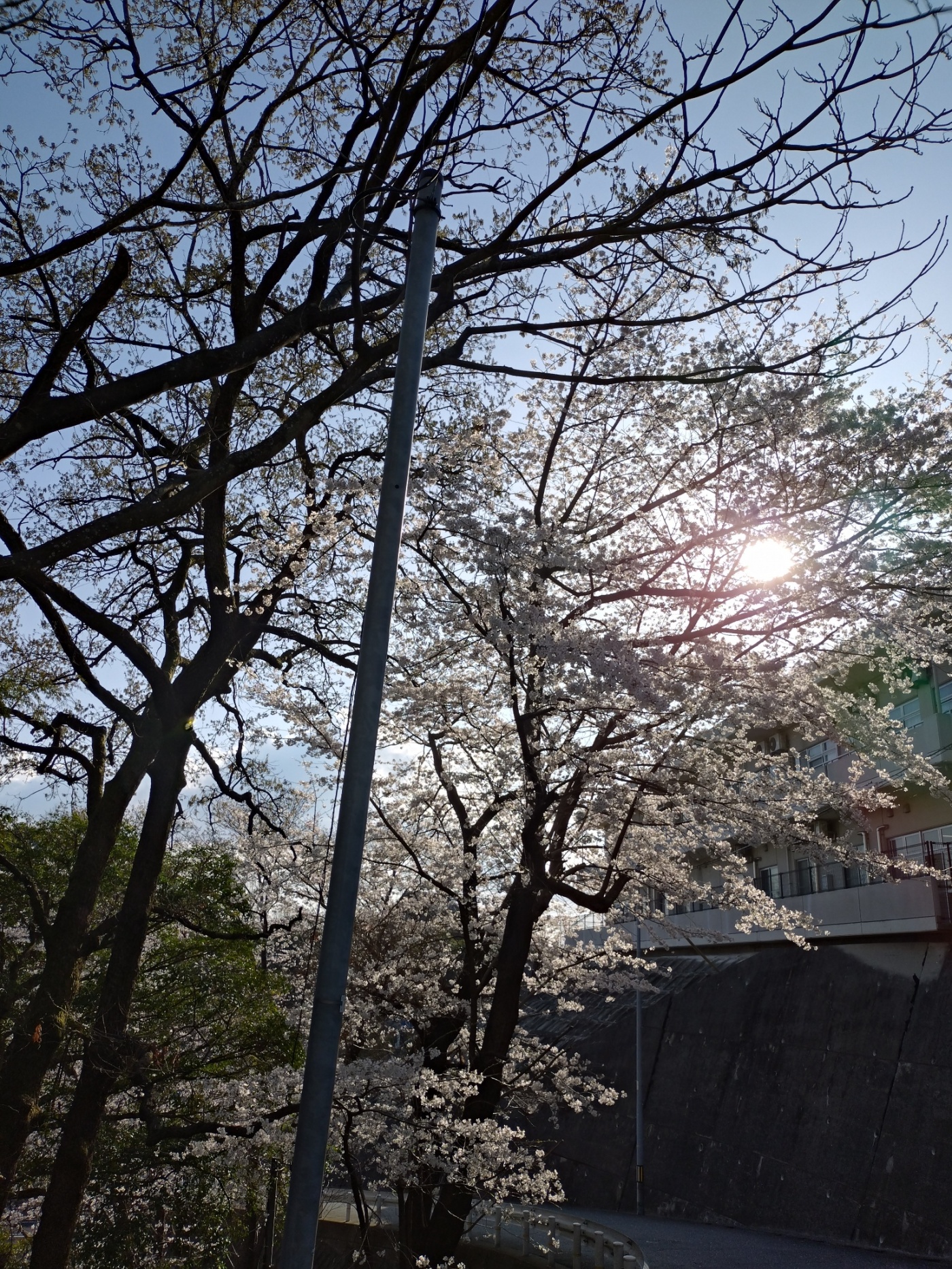 「綺麗です。」関連画像