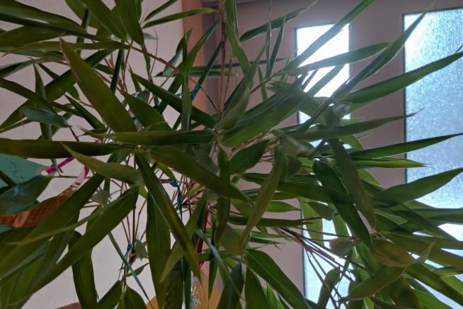 笹の葉🎋
