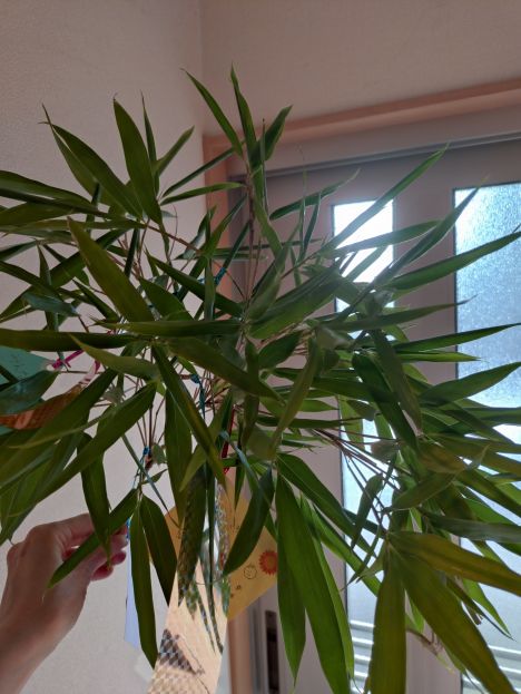 笹の葉🎋