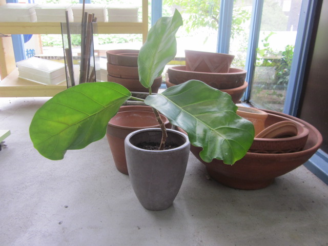 「アフリカンプリンス」関連画像