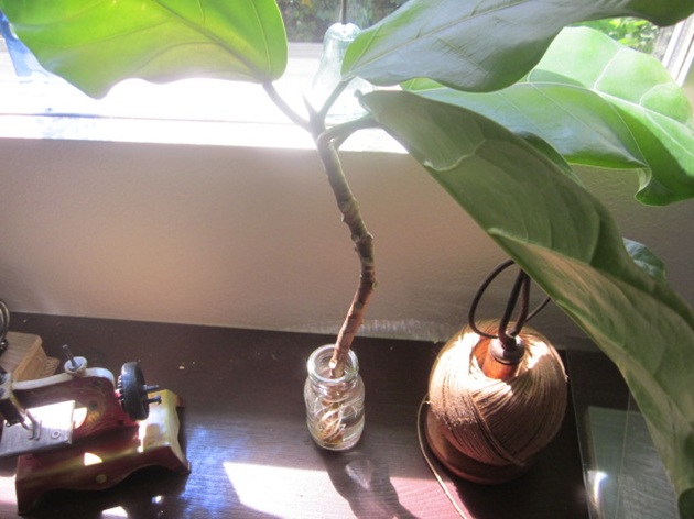 「アフリカンプリンス」関連画像