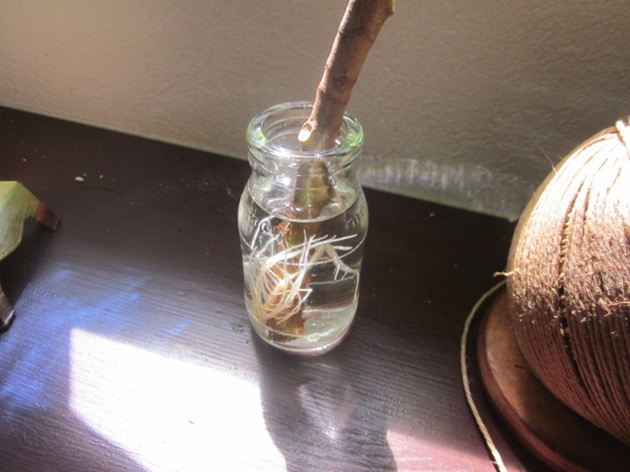 「アフリカンプリンス」関連画像