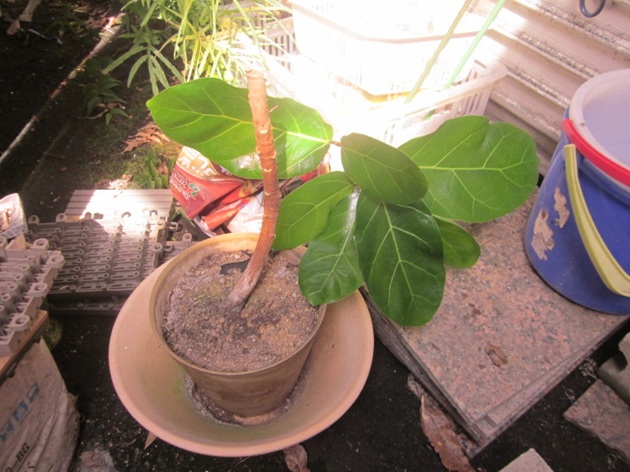 「アフリカンプリンス」関連画像