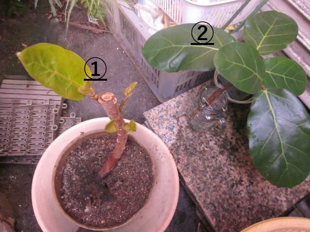 「続・アフリカンプリンス」関連画像