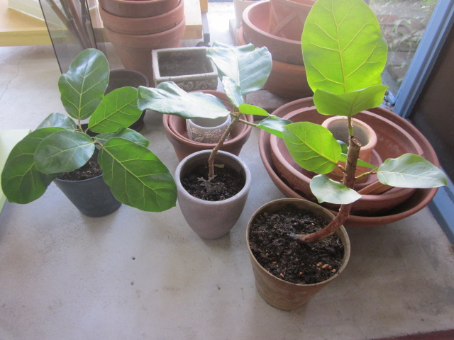 「続・アフリカンプリンス」関連画像