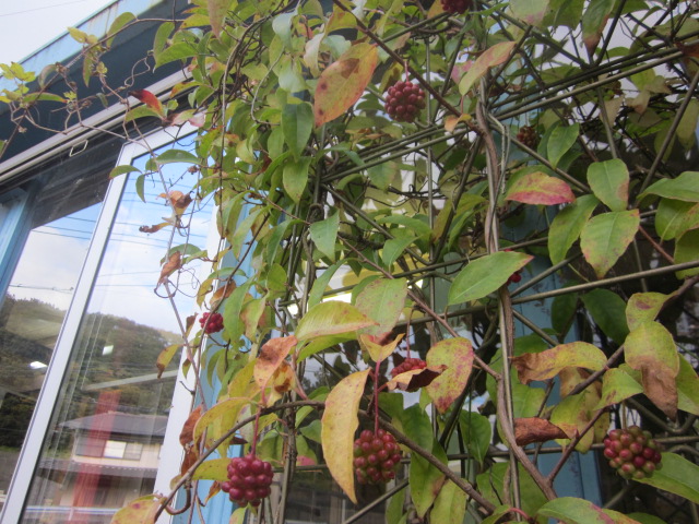 「次は”ゆず”の出番だ。」関連画像