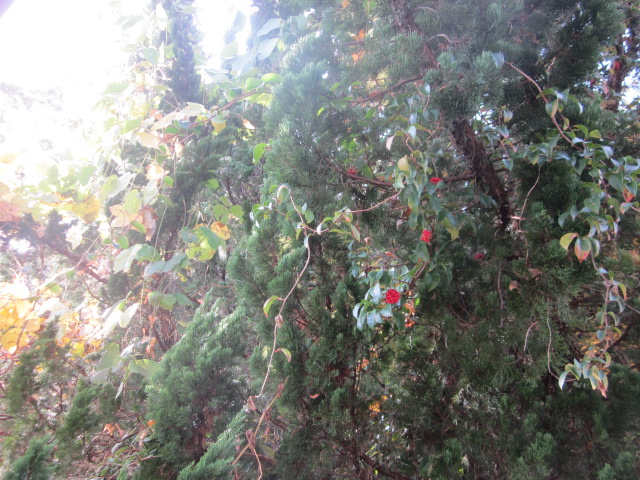 「ペレット稼働！」関連画像