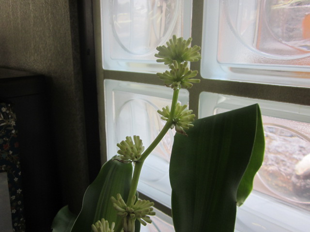 「【 年末のご挨拶 】」関連画像